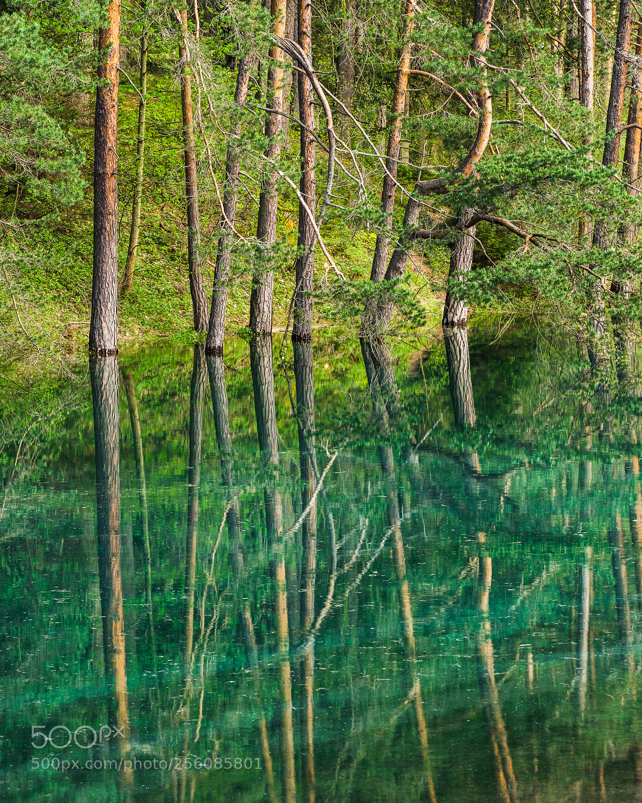 Nikon D800 sample photo. Pine forest on the photography