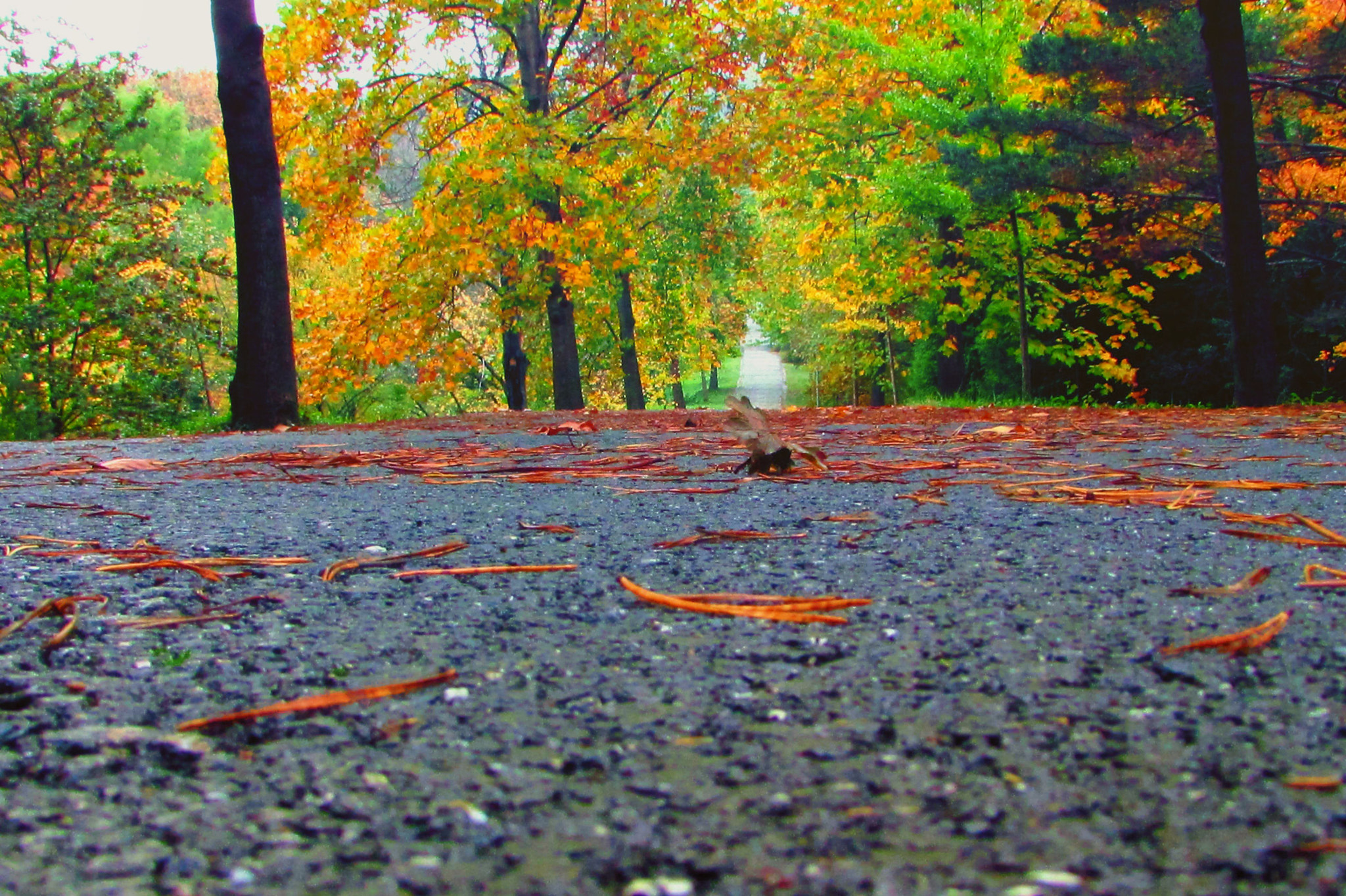 Canon PowerShot SX510 HS sample photo. AtatÜrk arboretum'u-İstanbul photography