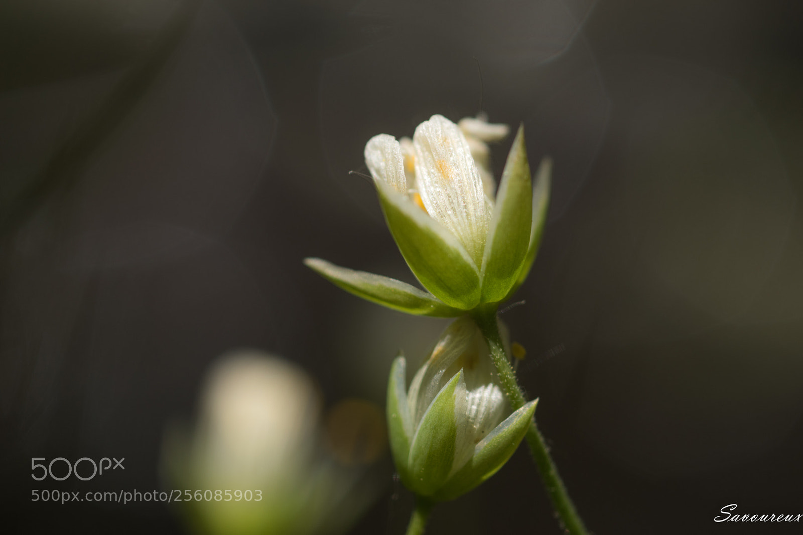 Nikon D5500 sample photo. *** photography