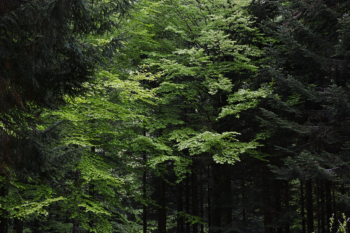 Sigma dp3 Quattro sample photo. Full spring photography