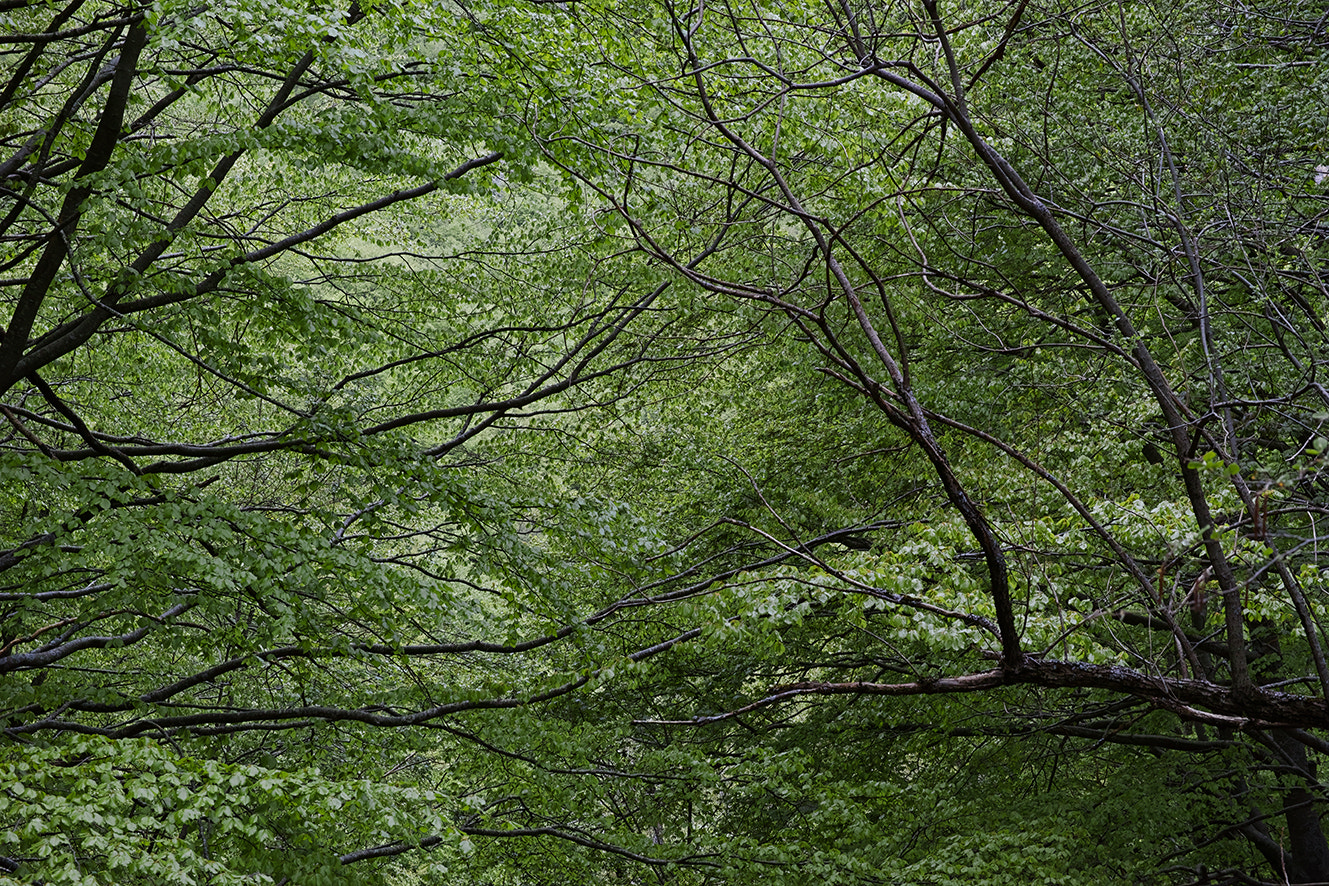 Sigma dp3 Quattro sample photo. Full spring photography