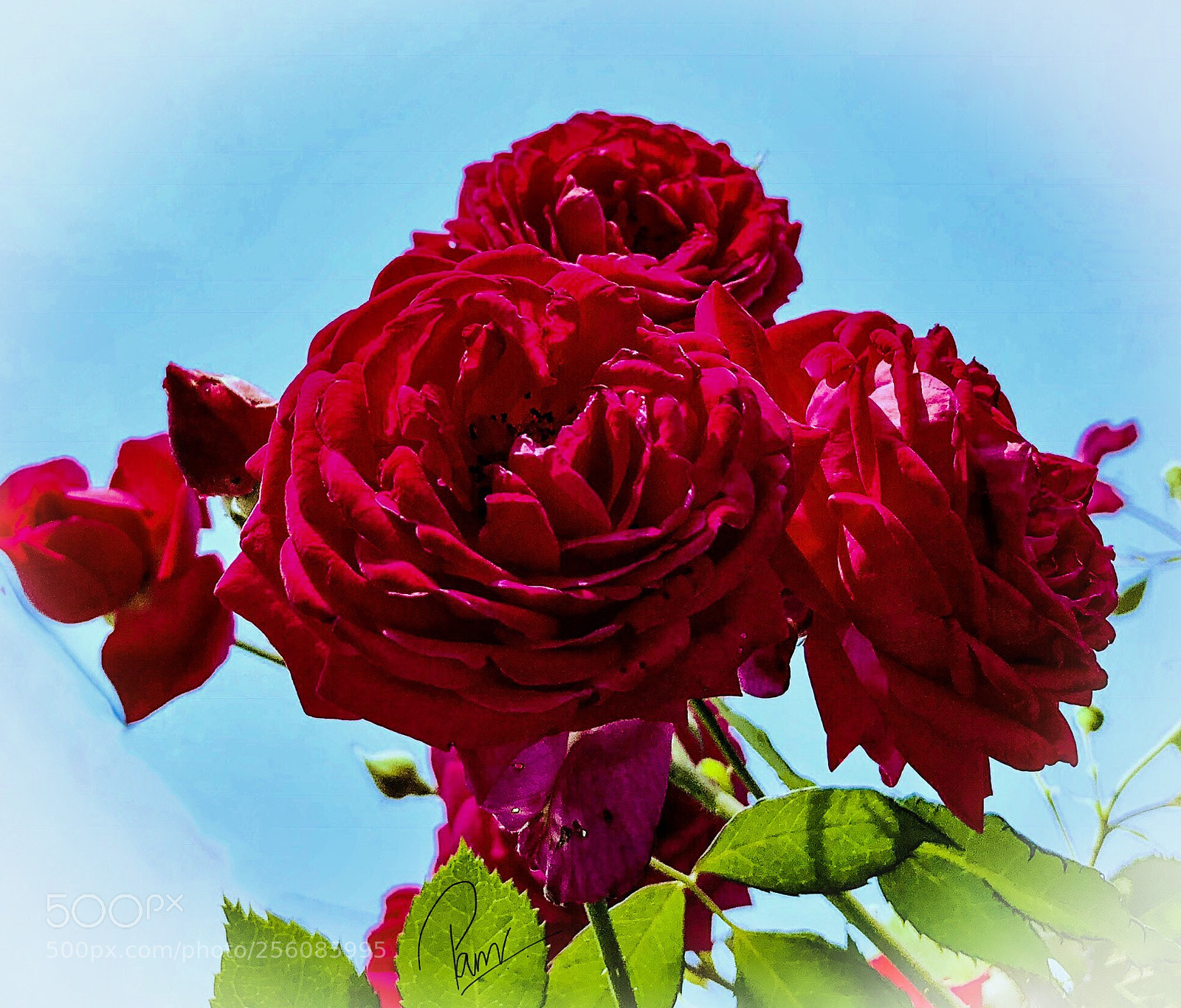 Apple iPhone 8 Plus sample photo. Sky is the limit! photography