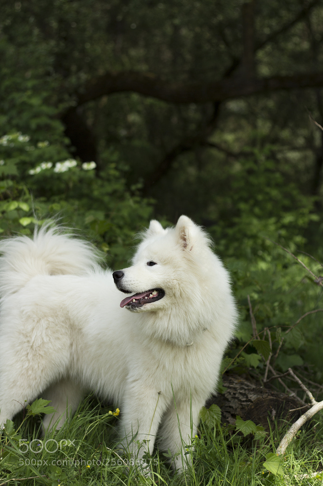 Canon EOS 700D (EOS Rebel T5i / EOS Kiss X7i) sample photo. Nord samoyed photography