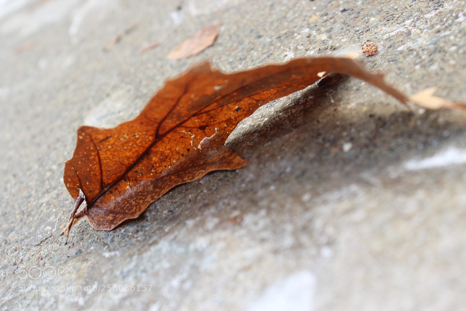 Canon EOS 1200D (EOS Rebel T5 / EOS Kiss X70 / EOS Hi) sample photo. Img photography