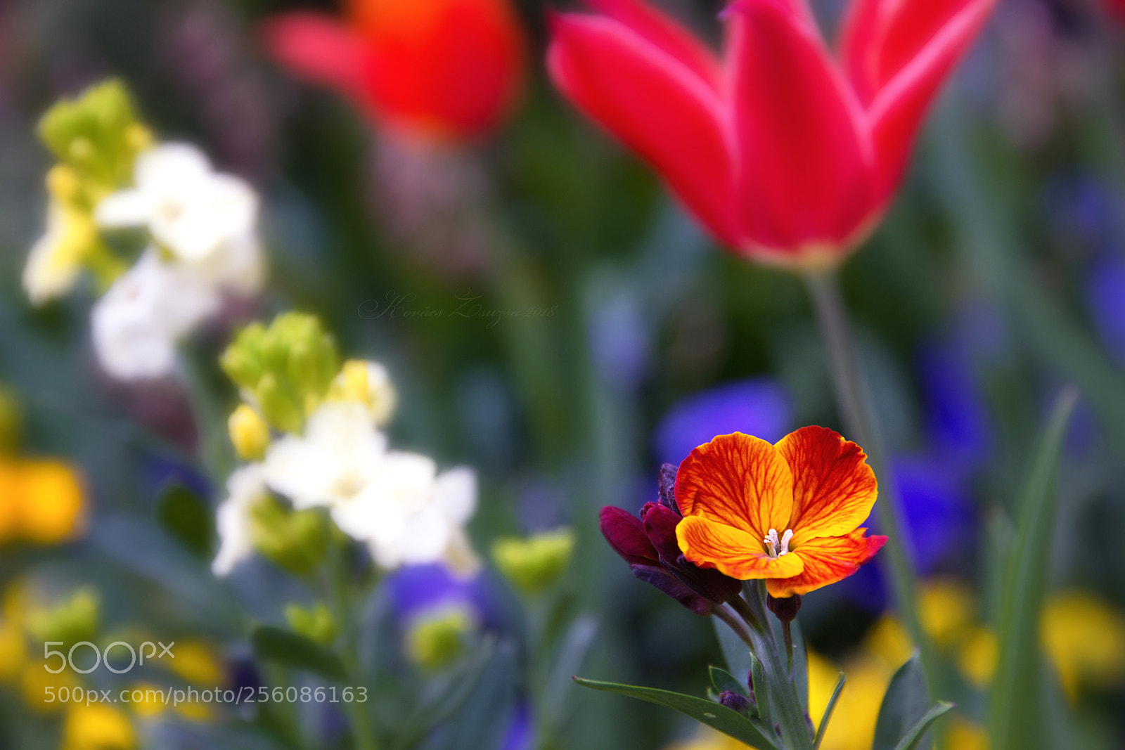 Canon EOS 60D sample photo. Spring photography