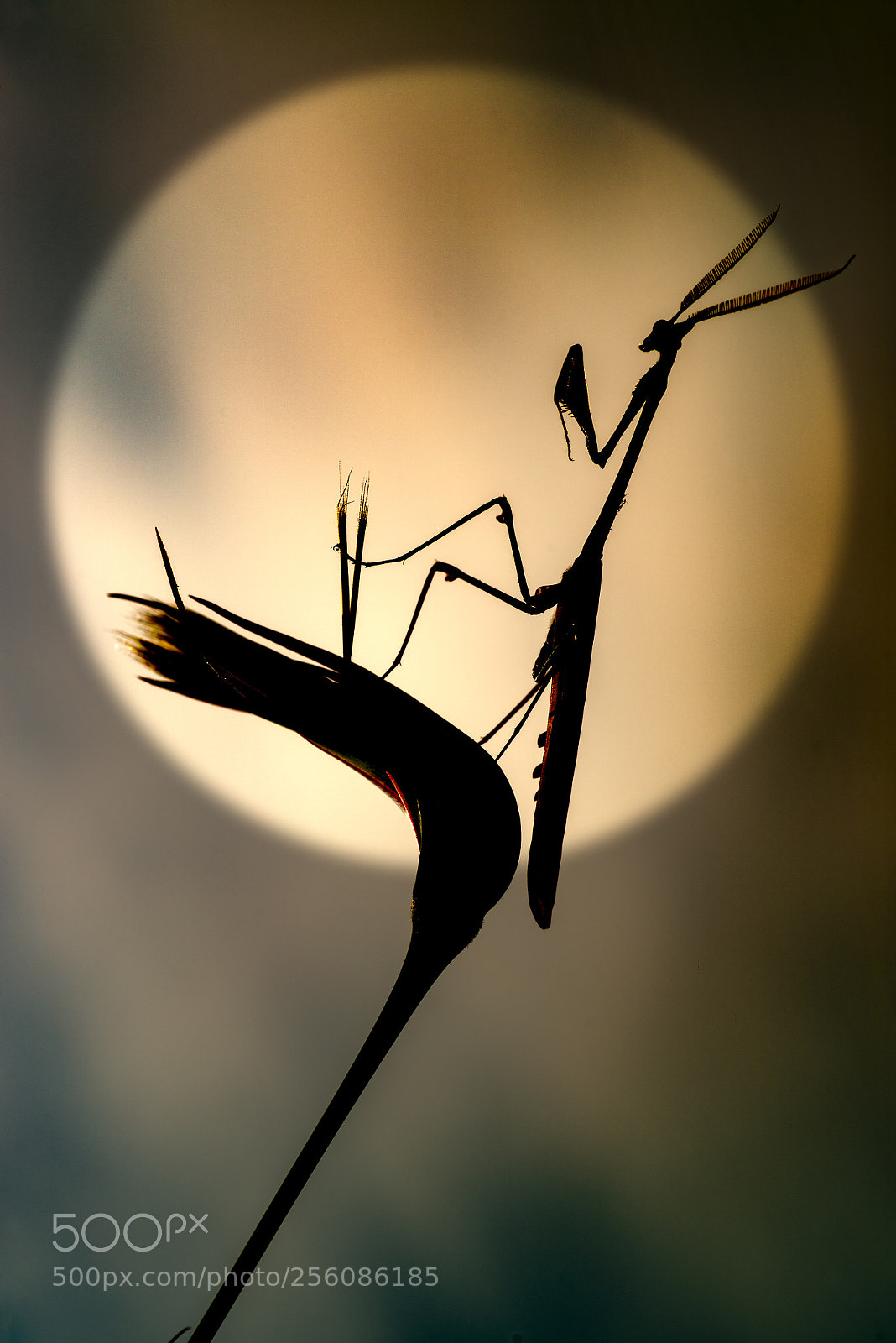 Nikon D800E sample photo. Silhouette of mantis photography
