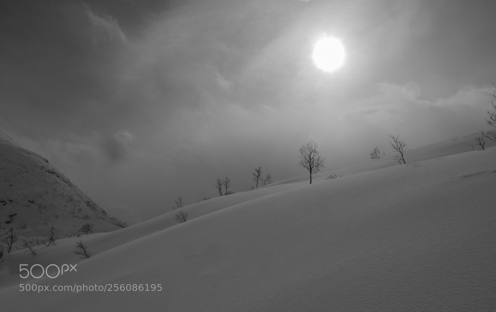 Olympus OM-D E-M1 sample photo. Winterland photography