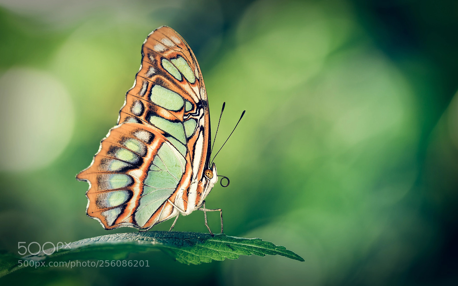 Canon EOS 6D sample photo. Green wings photography