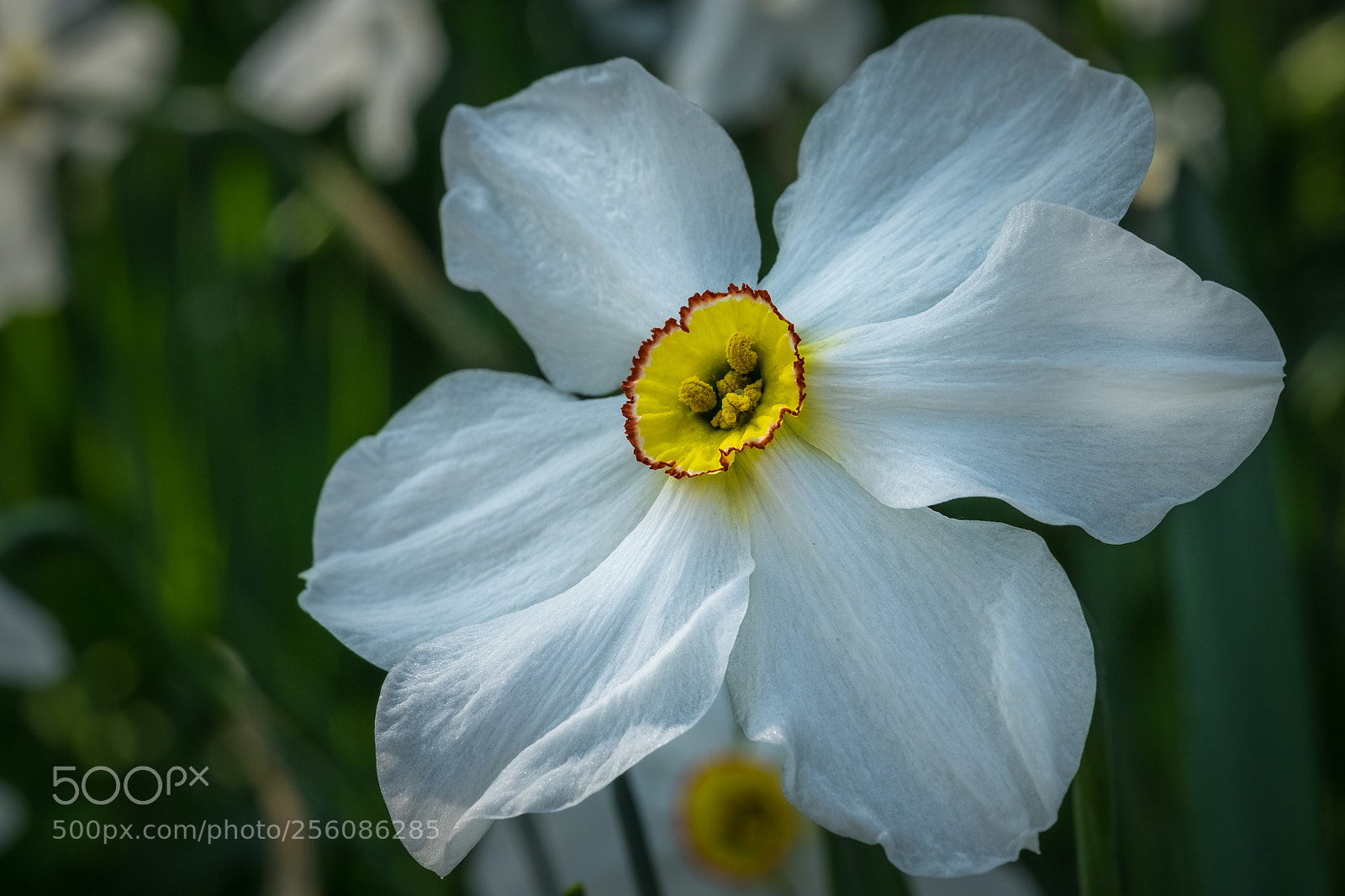 Fujifilm X-T1 sample photo. Wei e narzisse narcissus photography