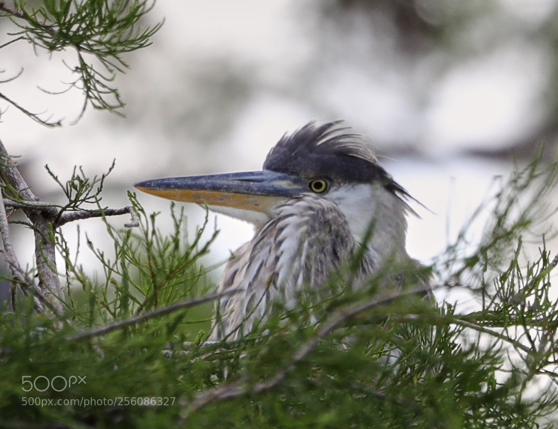 Canon EOS-1D X Mark II sample photo. 05-01-18-0015696.jpg photography