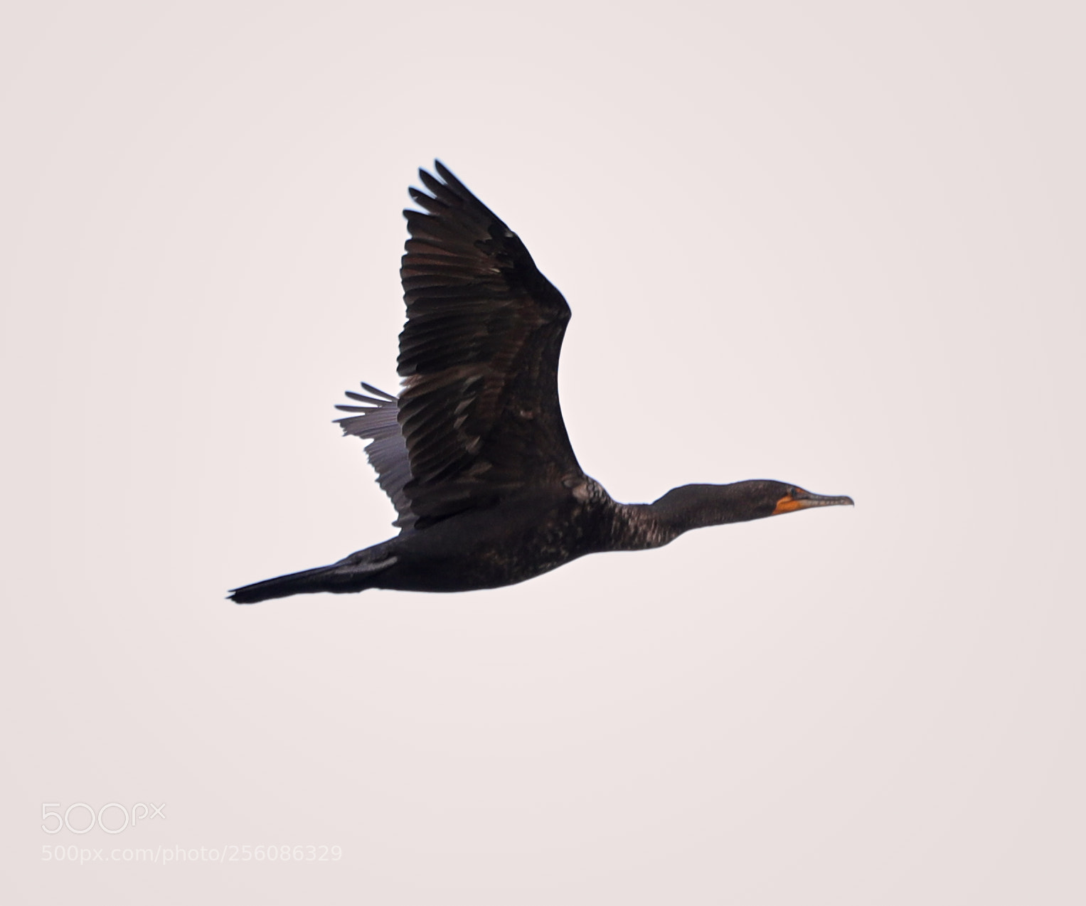 Canon EOS-1D X Mark II sample photo. 05-01-18-0015694.jpg photography