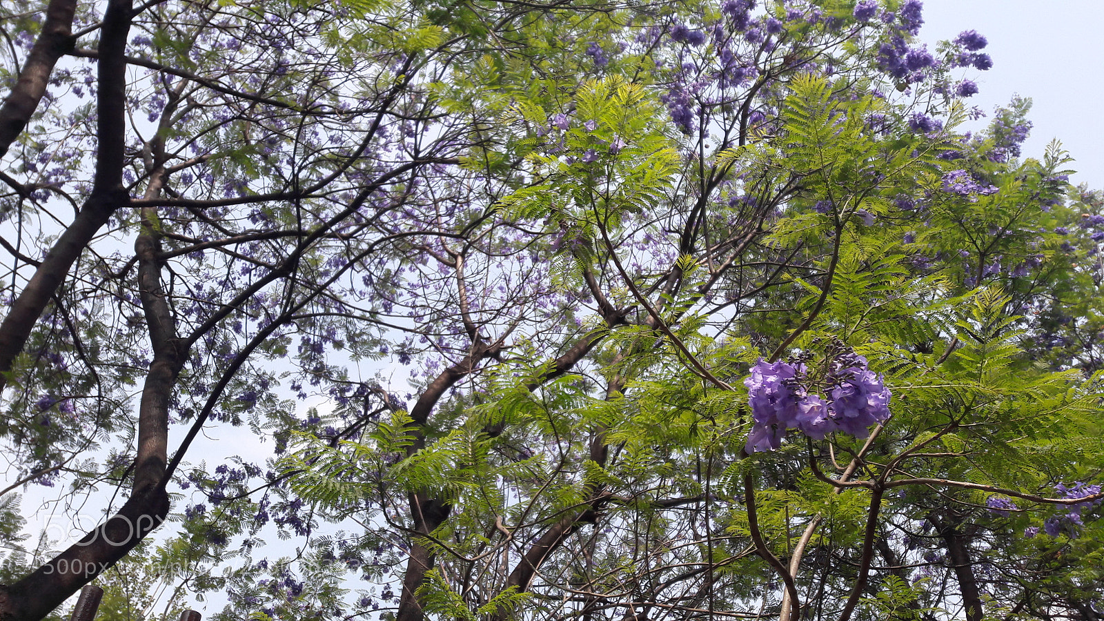 Samsung Galaxy J7 sample photo. Jacarandas photography