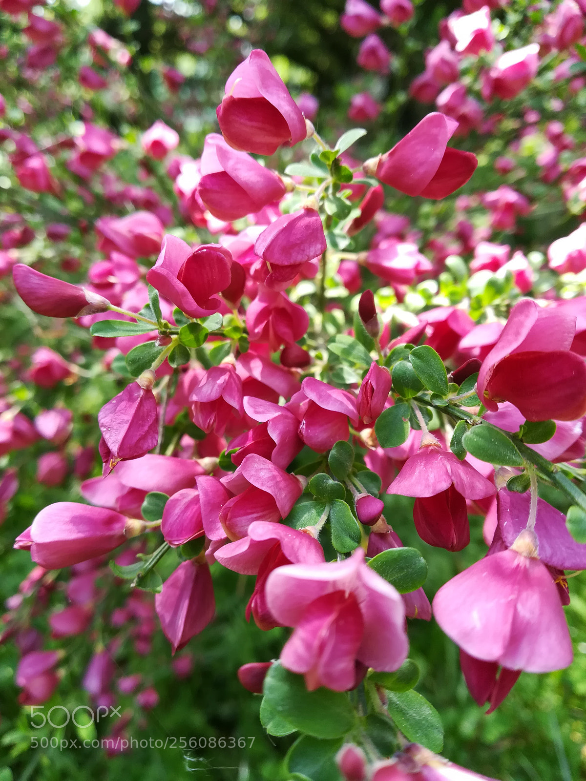HUAWEI PRA-LX1 sample photo. Spring has sprung photography