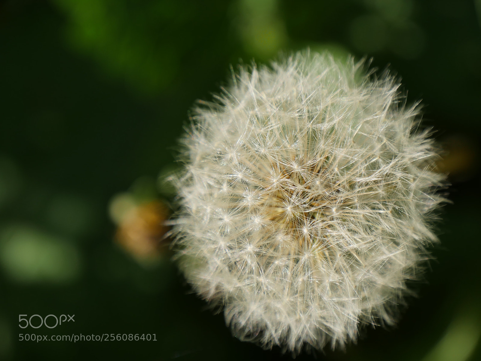 Panasonic Lumix DMC-GH4 sample photo. Pusteblume photography