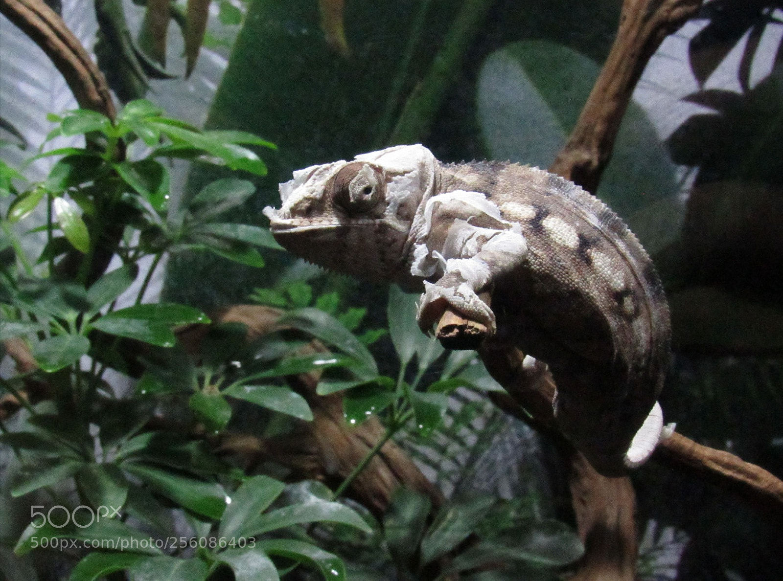 Canon PowerShot SX530 HS sample photo. Reptil photography