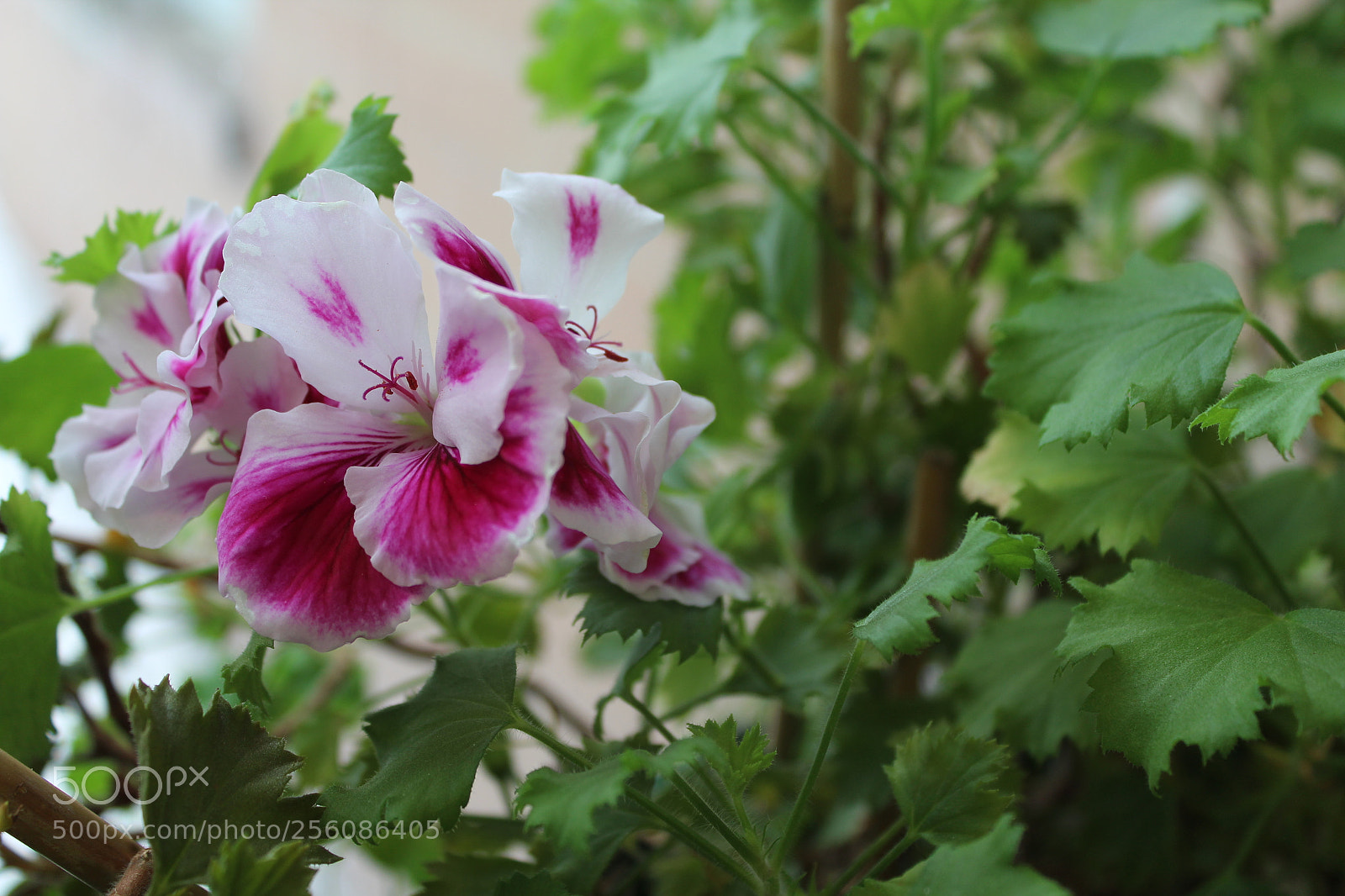 Canon EOS 1200D (EOS Rebel T5 / EOS Kiss X70 / EOS Hi) sample photo. Untitled photography
