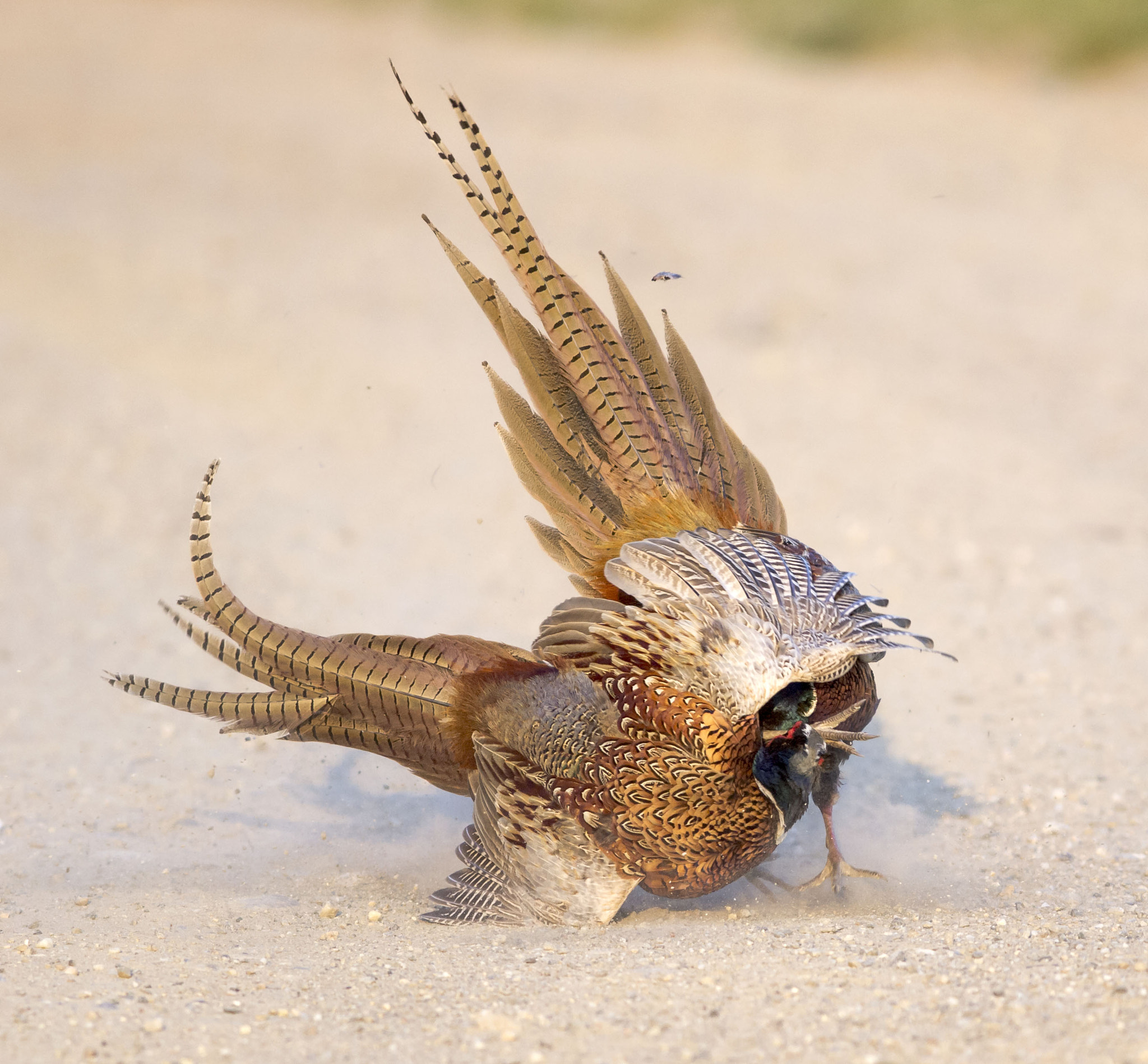 Olympus E-5 sample photo. Male pheasants photography