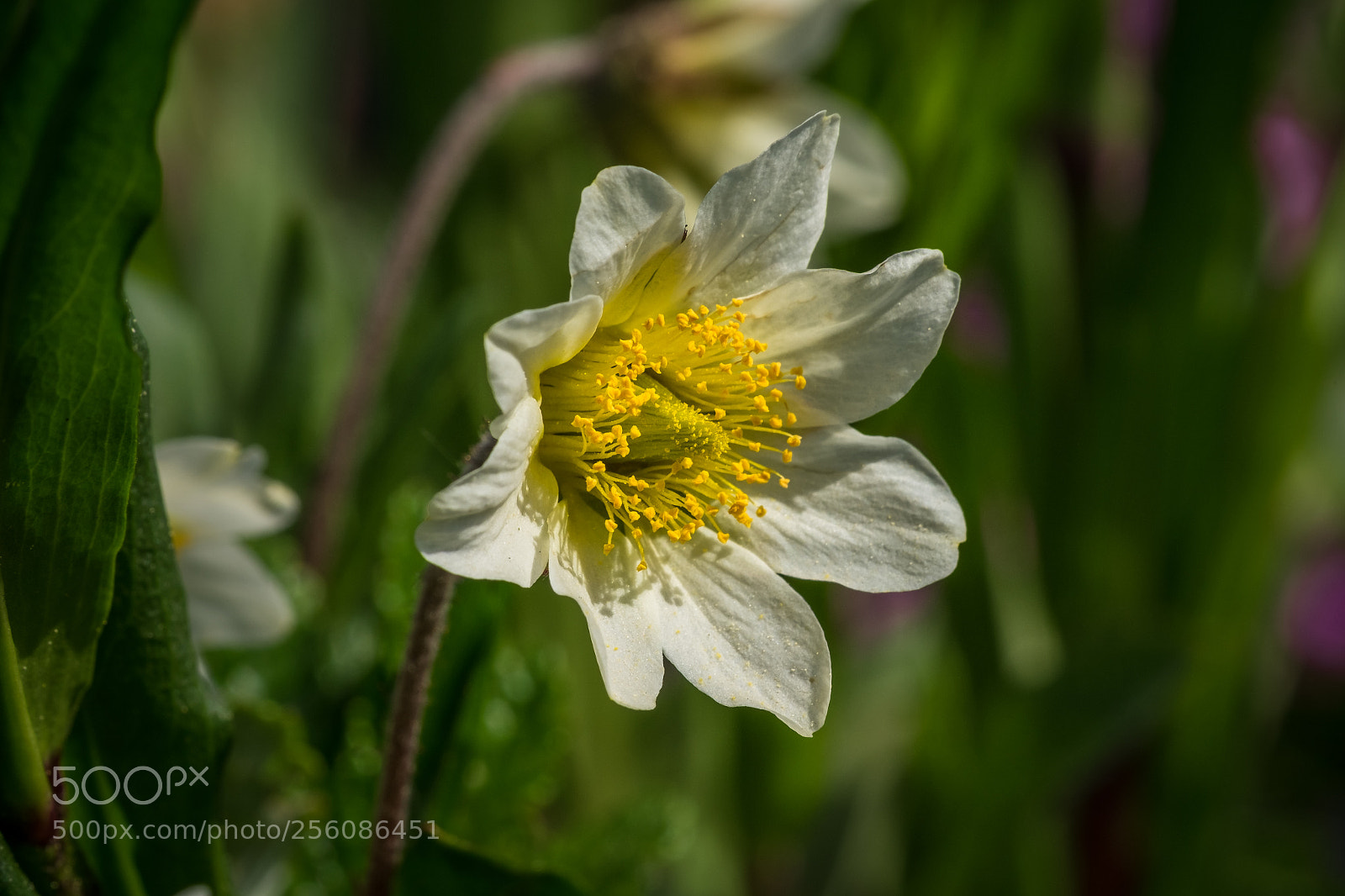 Fujifilm X-T1 sample photo. Wei e silberwurz dryas photography