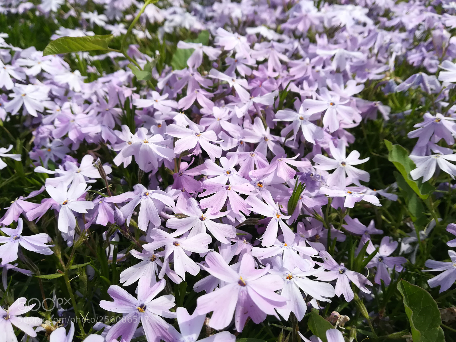 HUAWEI PRA-LX1 sample photo. In grandma's garden photography