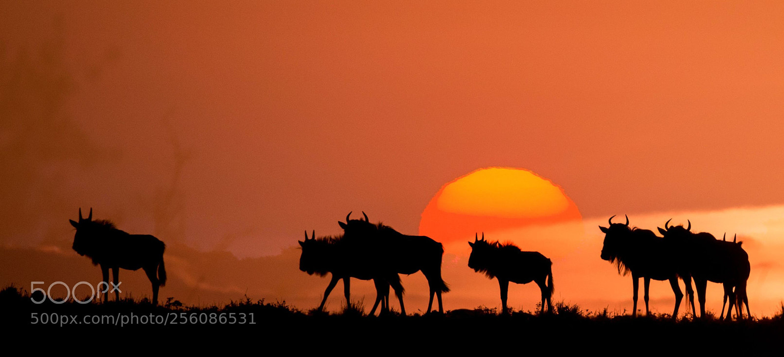 Canon EOS 7D Mark II sample photo. Gnus photography