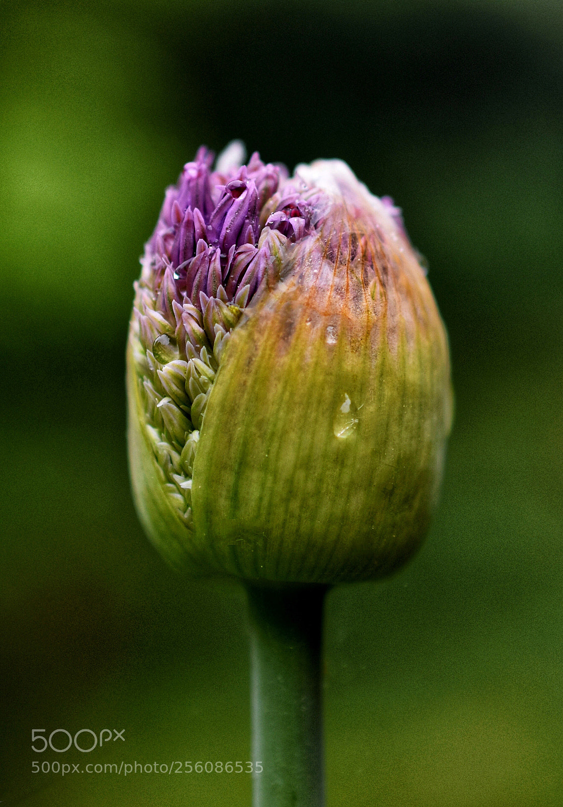 Nikon D3400 sample photo. Allium bud photography