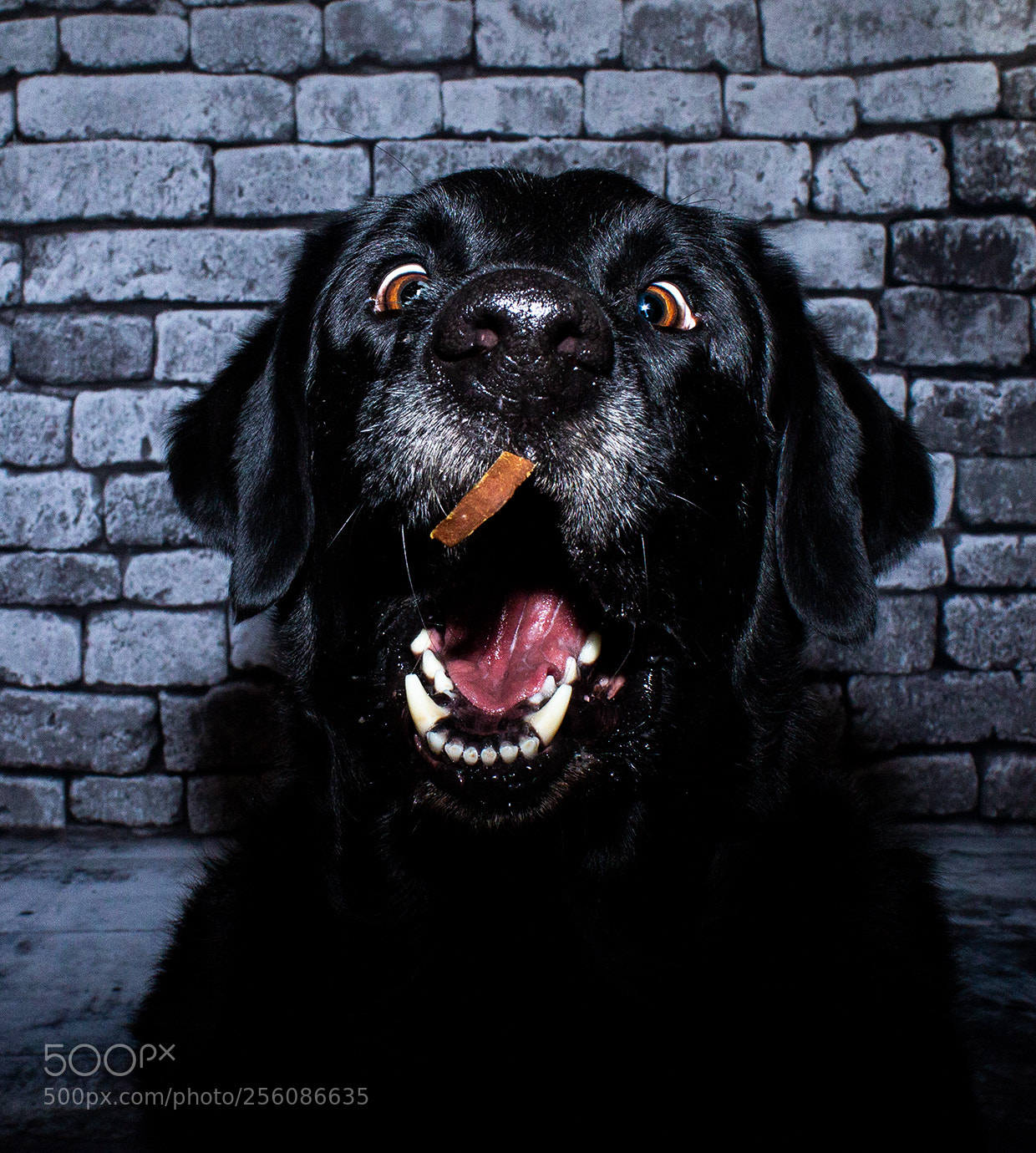 Canon EOS 1100D (EOS Rebel T3 / EOS Kiss X50) sample photo. Odi catching treats photography