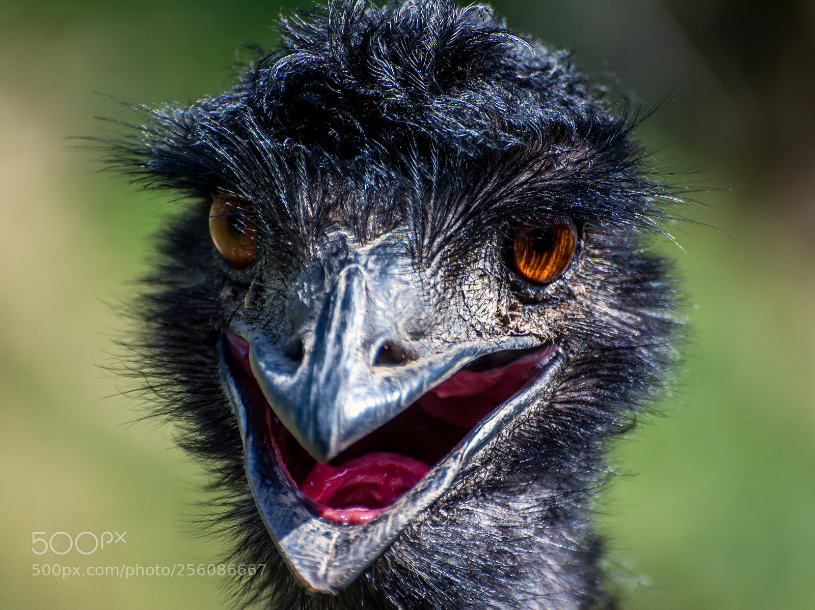 Nikon D7100 sample photo. Bird beauty photography