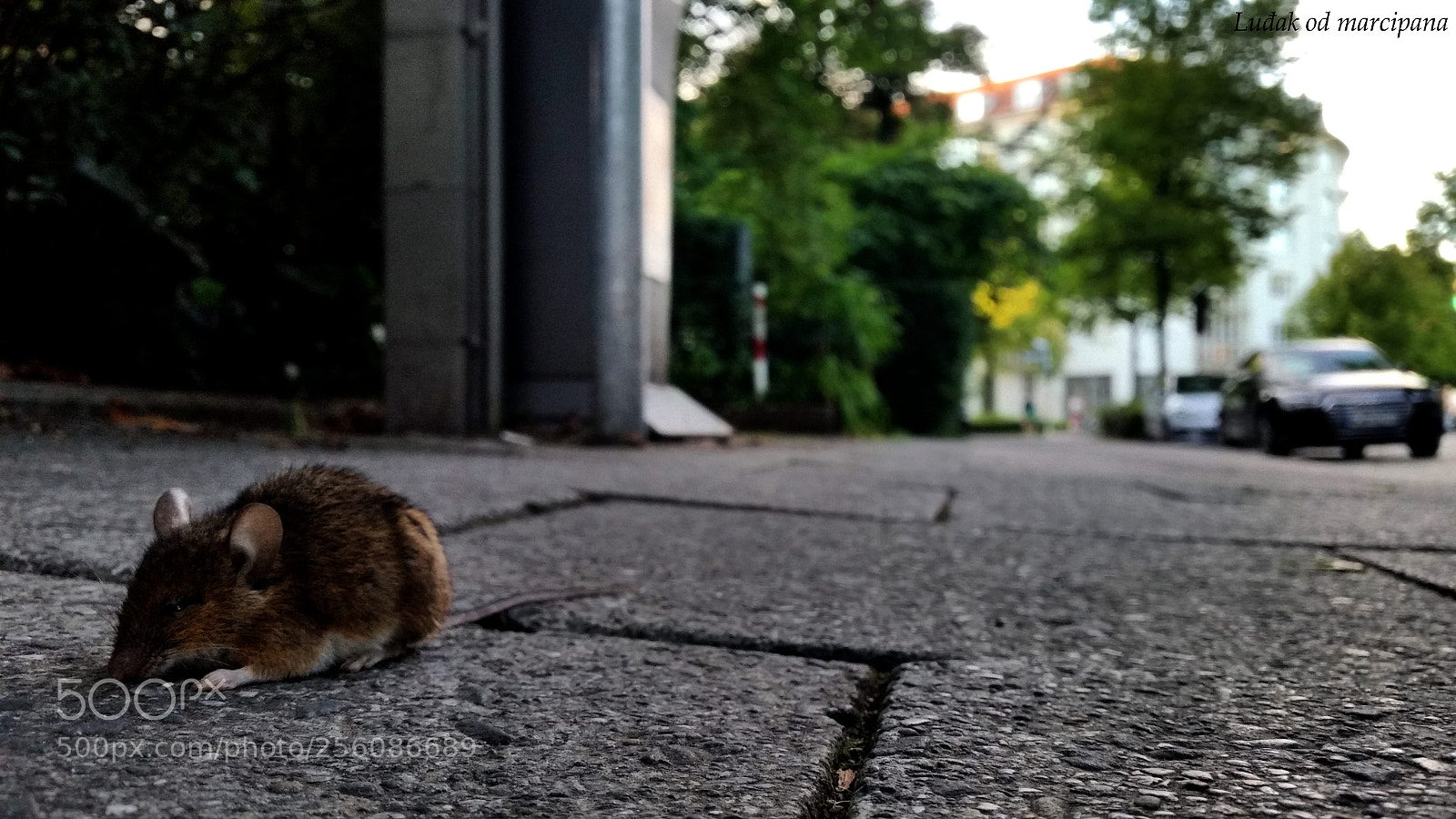 Samsung Galaxy S5 sample photo. Dead mouse photography