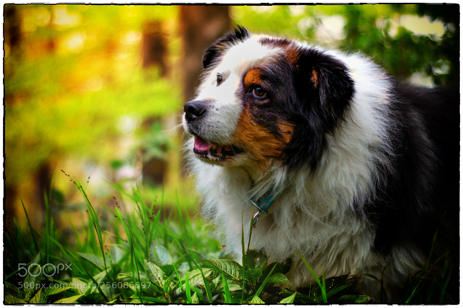 Nikon D3100 sample photo. Dog in park photography