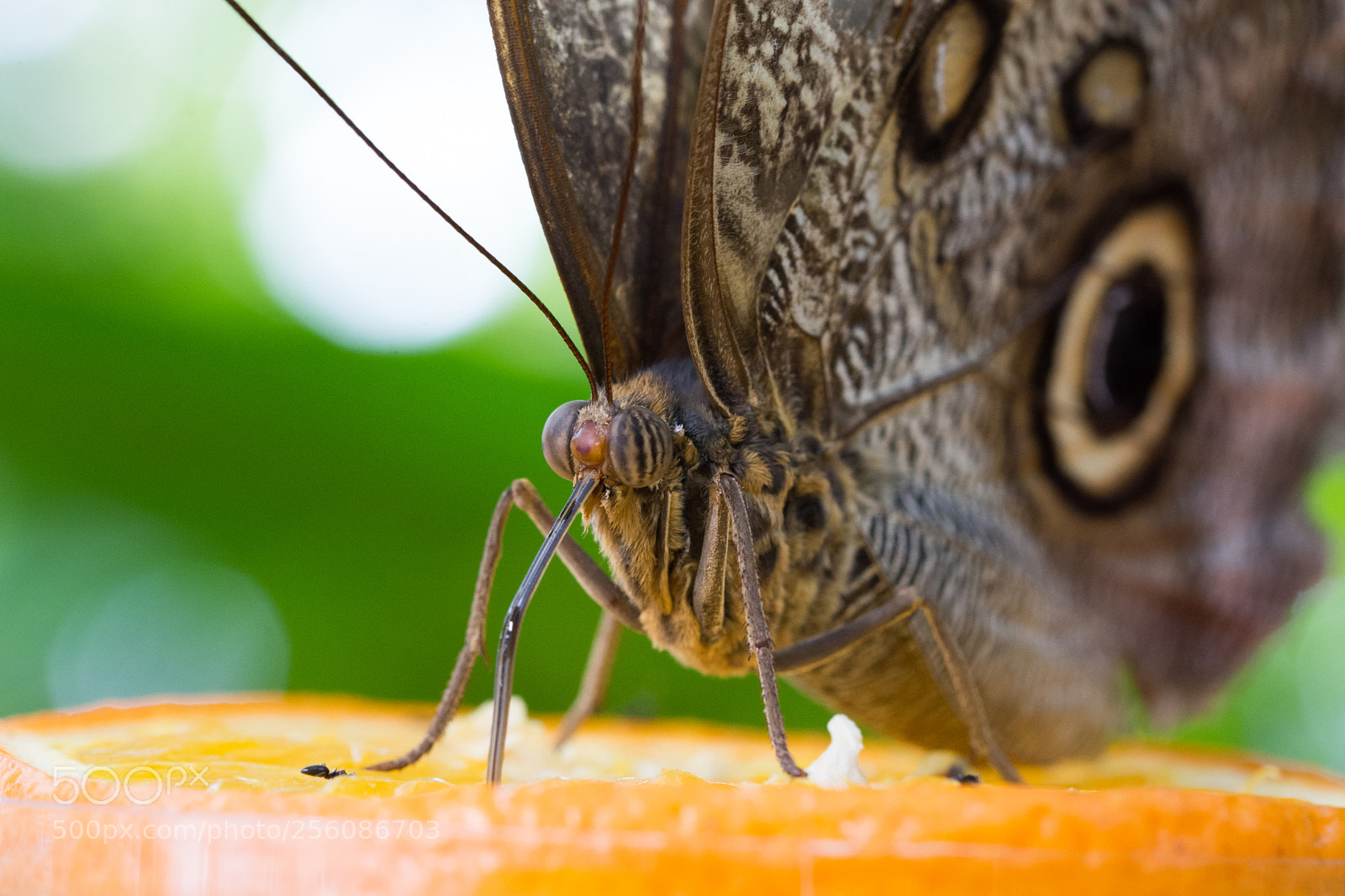 Nikon D7200 sample photo. Butterfly photography