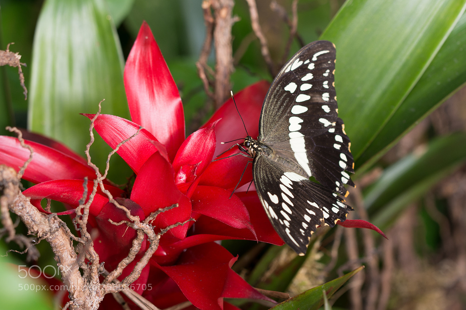 Nikon D7200 sample photo. Butterfly photography