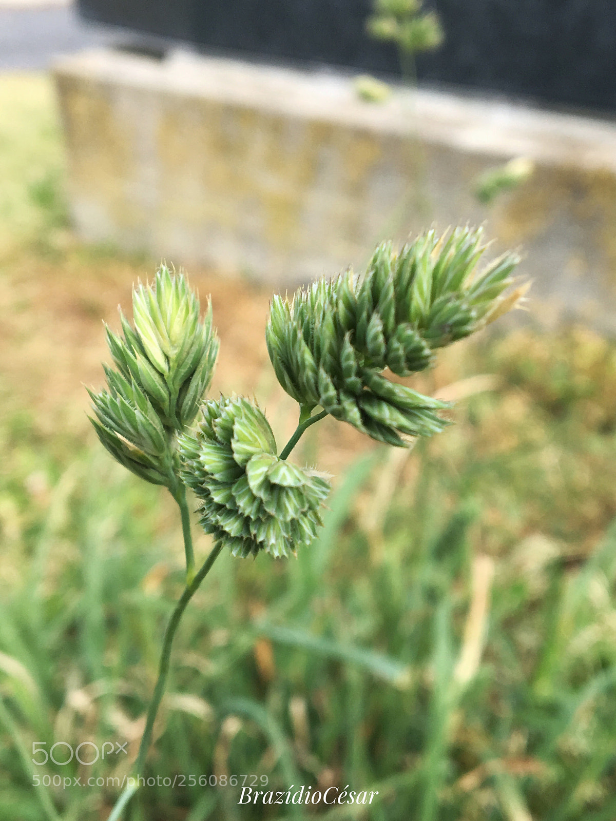 Apple iPhone 6s sample photo. Untitled photography