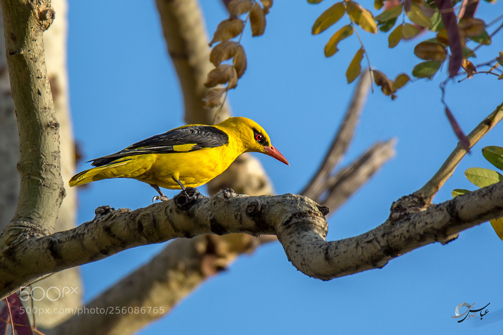 Nikon D7100 sample photo. Indian golden oriole (male) photography