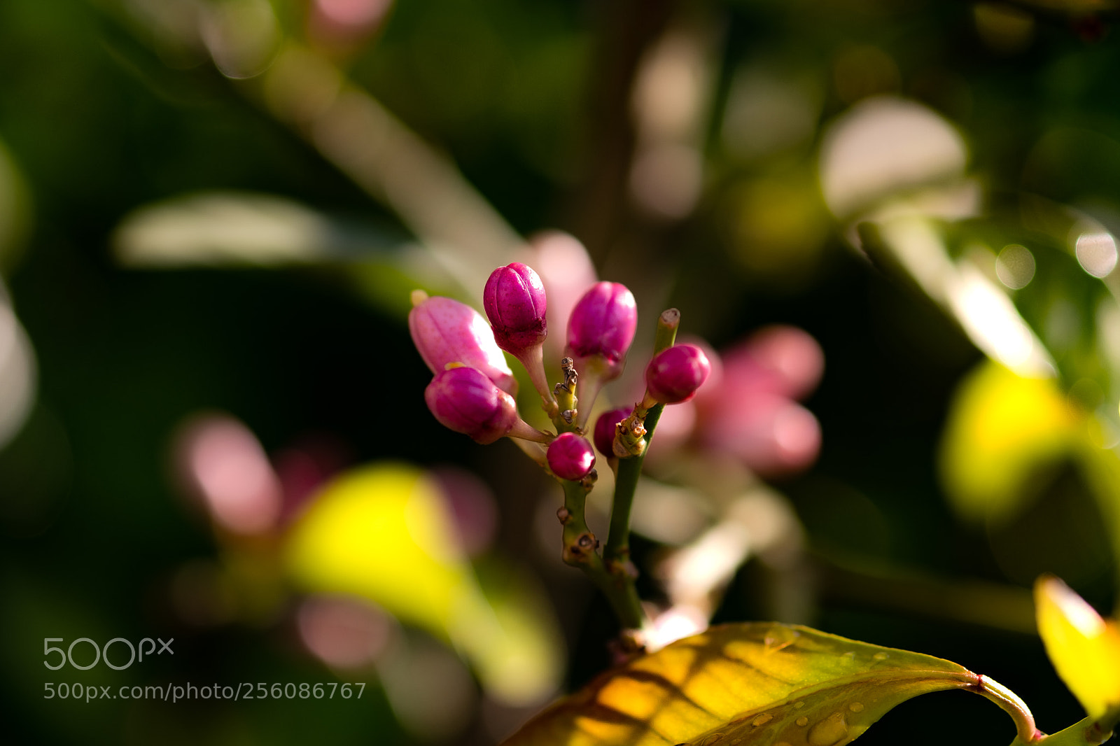Fujifilm X-T2 sample photo. Lemon photography