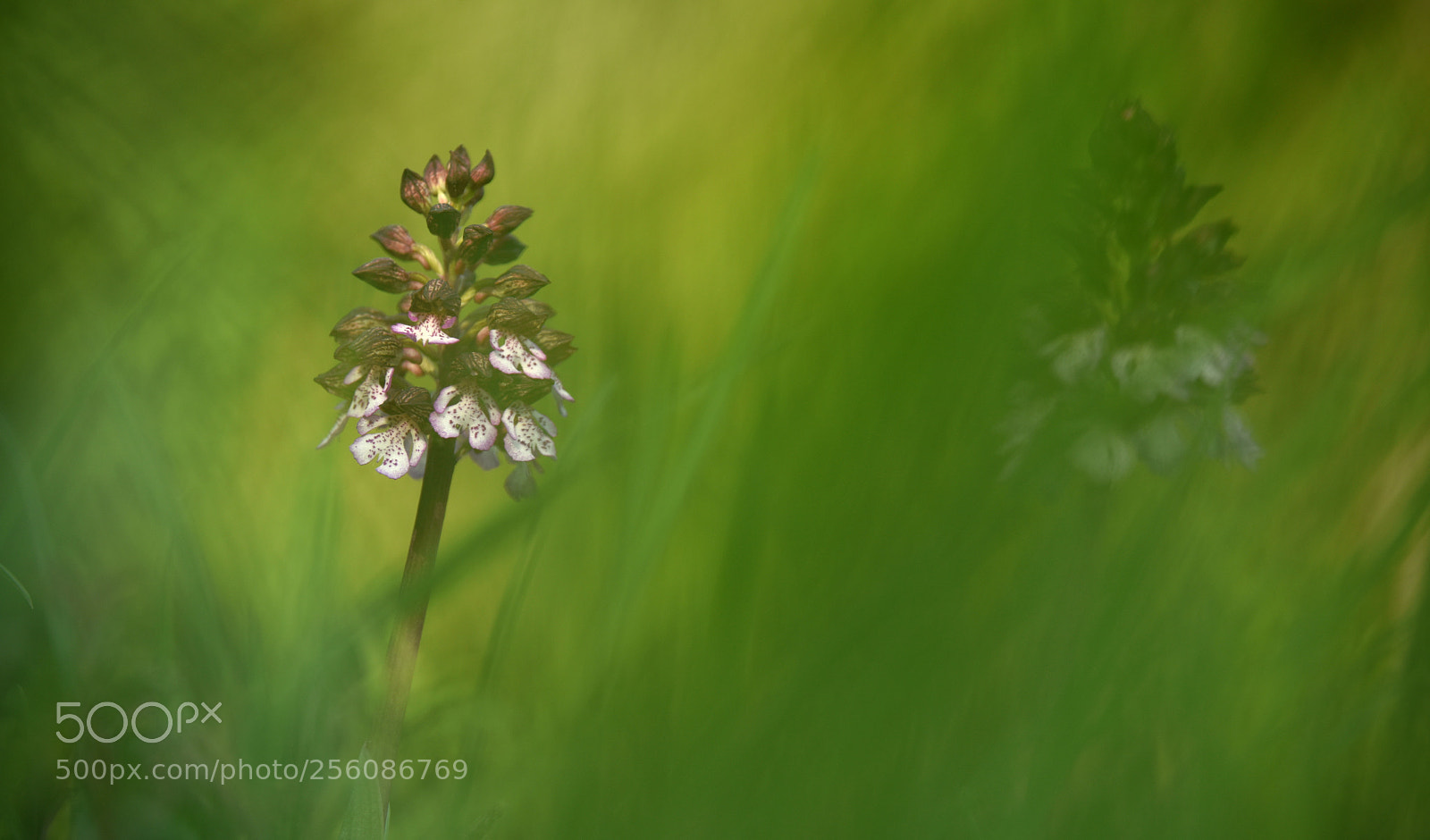 Nikon D810 sample photo. °wild.orchid° photography