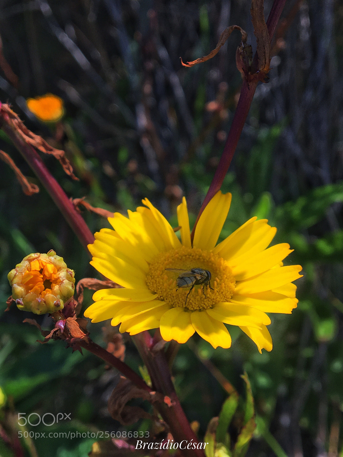 Apple iPhone 6s sample photo. Untitled photography