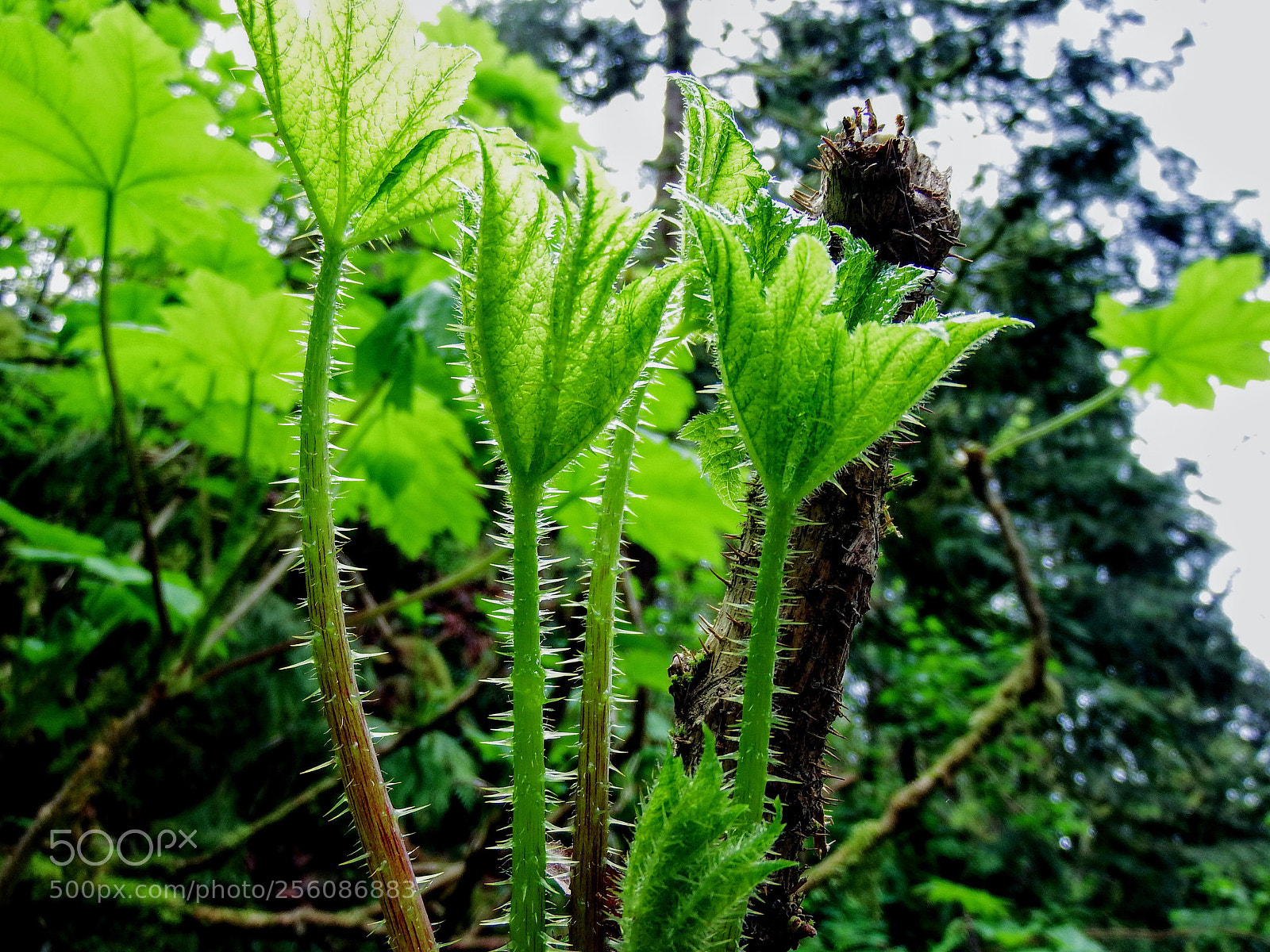 Fujifilm FinePix S1 sample photo. Untitled photography