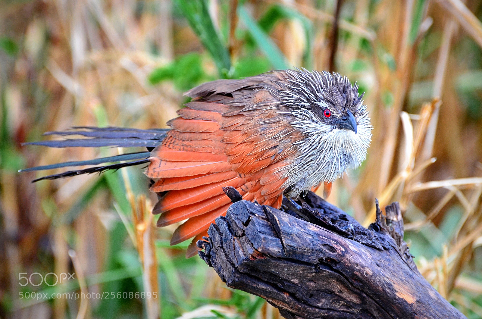 Nikon D5100 sample photo. White-browed coucal photography