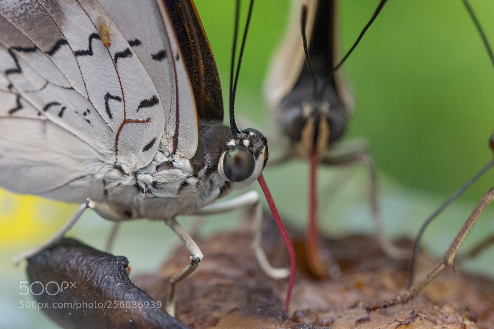Nikon D7200 sample photo. Butterfly photography