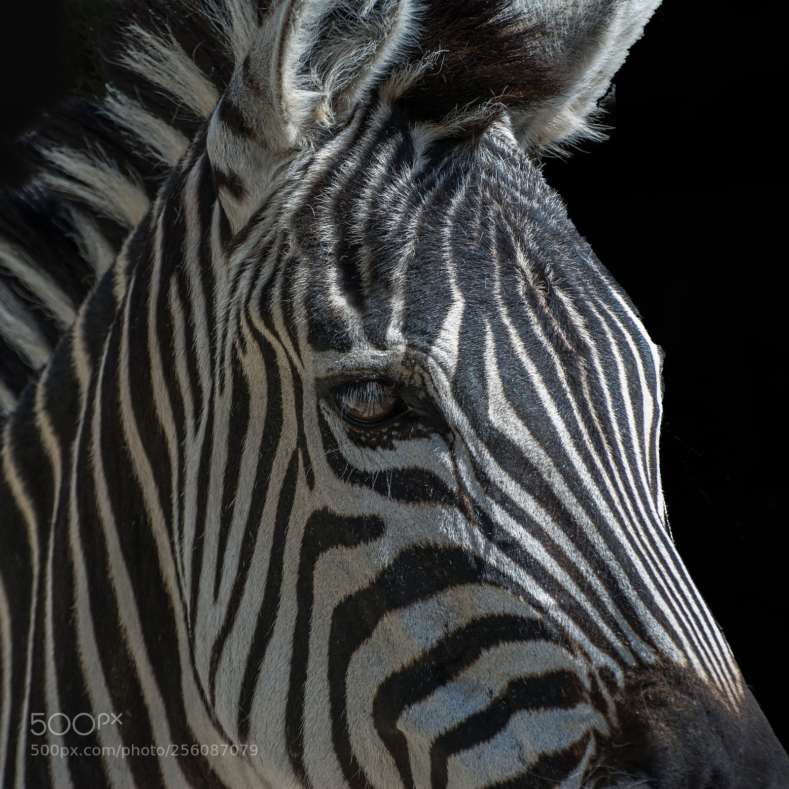 Nikon D7100 sample photo. Zebra portrait photography
