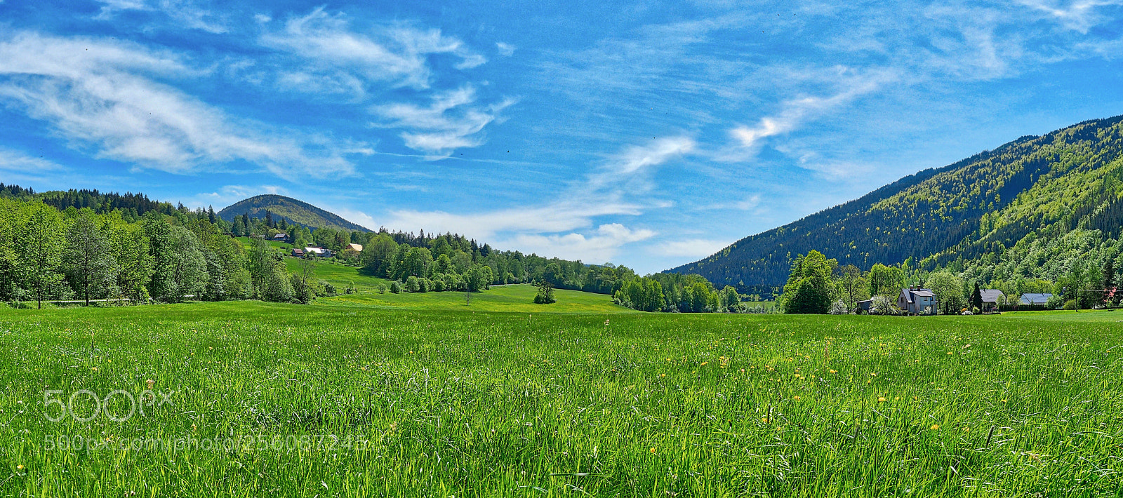 Olympus OM-D E-M5 II sample photo. Spring of green photography