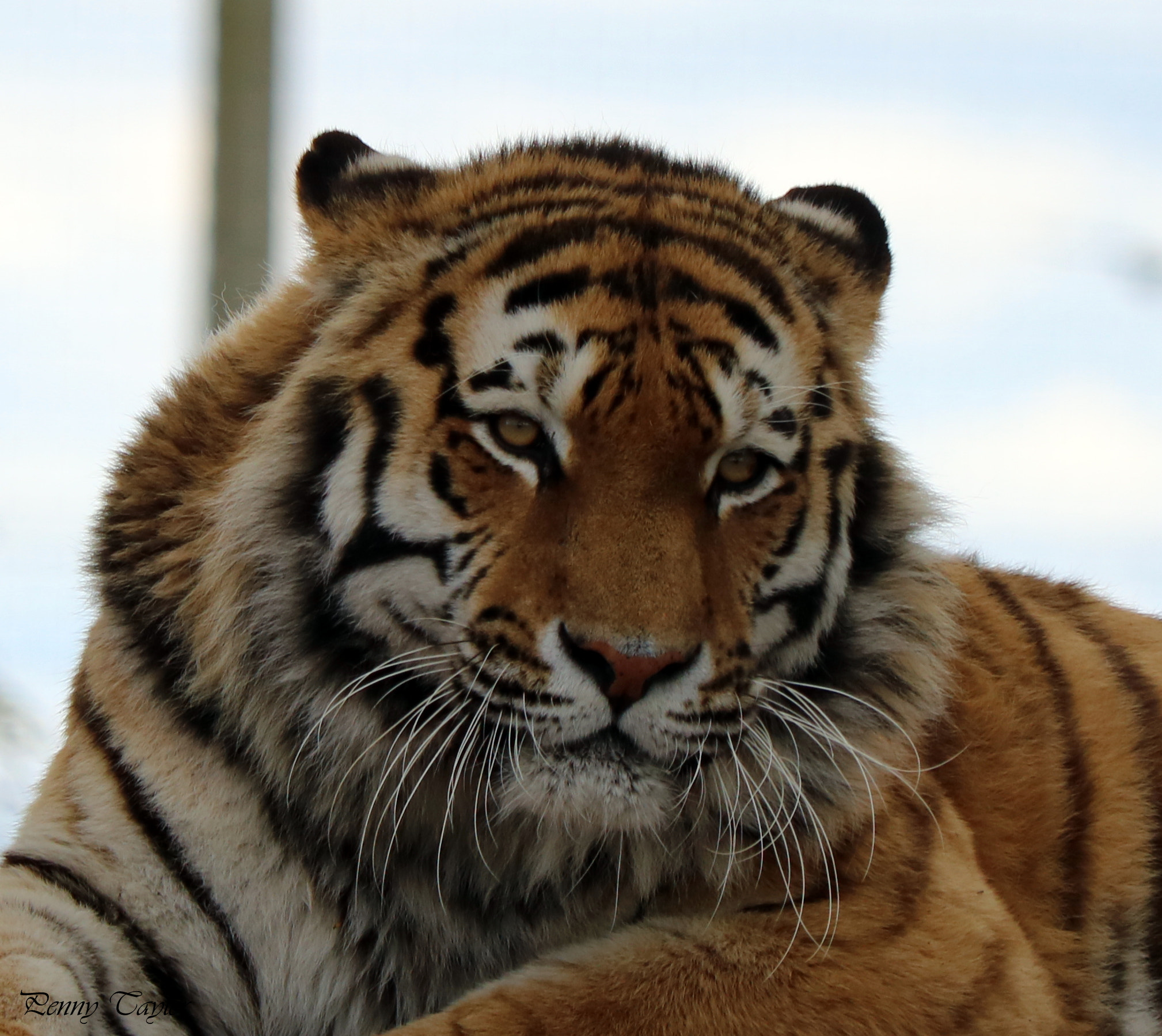 Canon EF 70-300 F4-5.6 IS II USM sample photo. Tiger photography