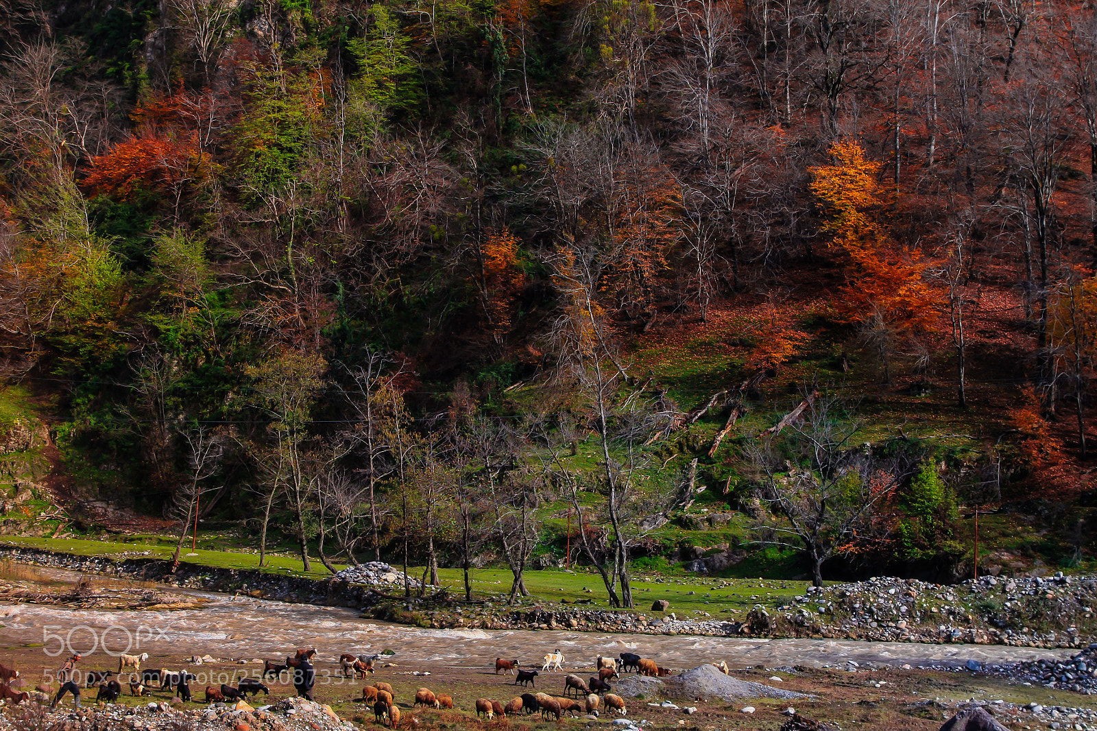 Canon EOS 50D sample photo. Untitled photography