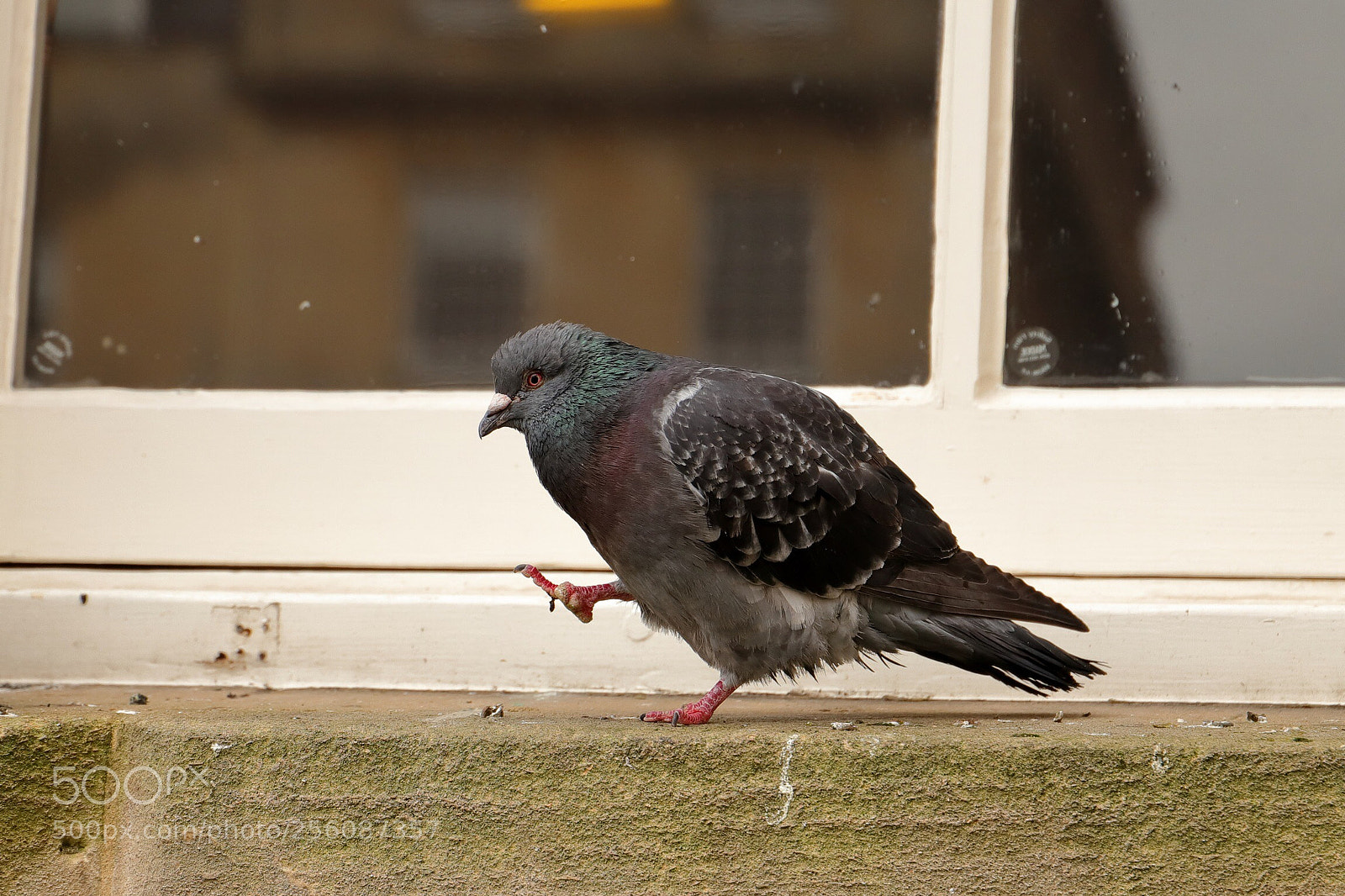 Canon EOS 6D Mark II sample photo. Scratch photography