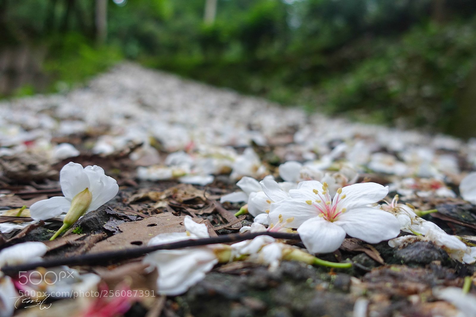 Sony Cyber-shot DSC-RX100 III sample photo. Vernicia fordii photography
