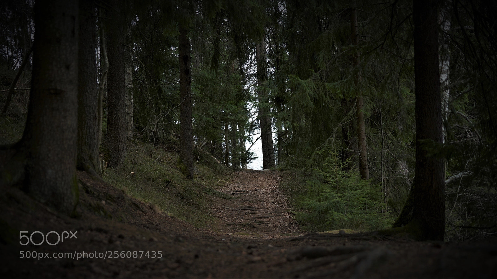 Sony a7 II sample photo. Gunsersenvika forrest path norway photography