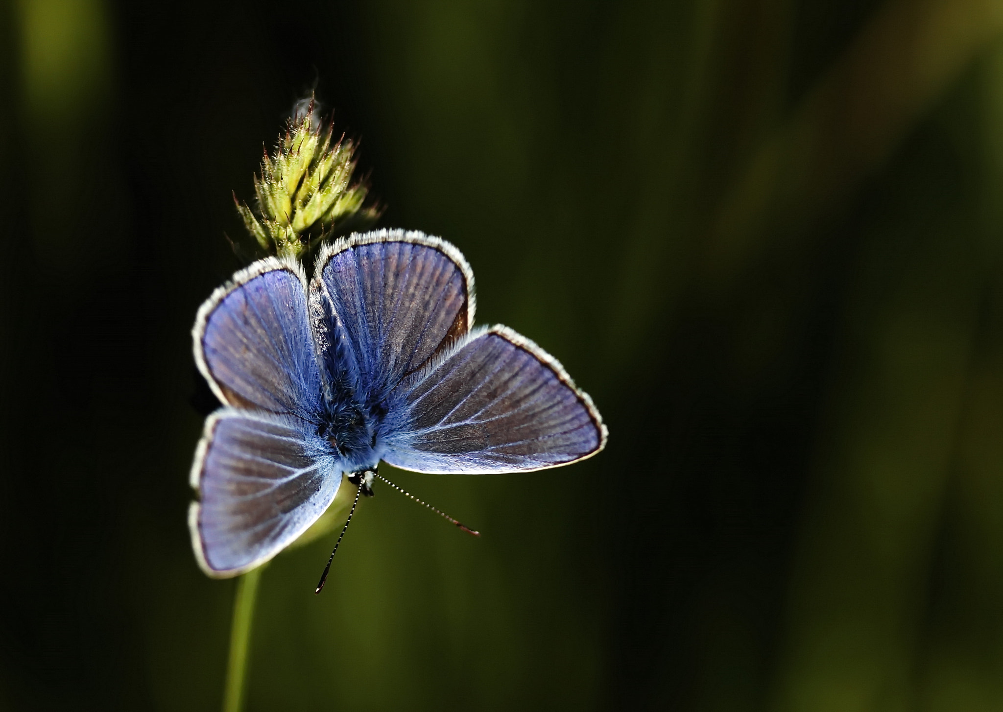 Canon EF-S 60mm F2.8 Macro USM sample photo. Blue photography
