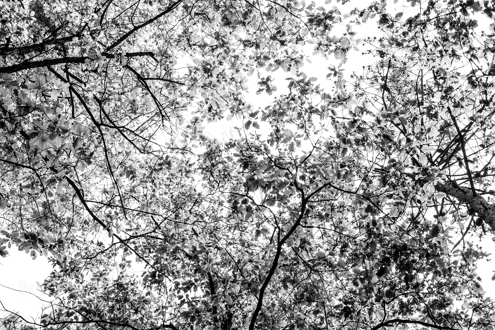 Nikon D7100 sample photo. Pikseller patlarsa.. photography