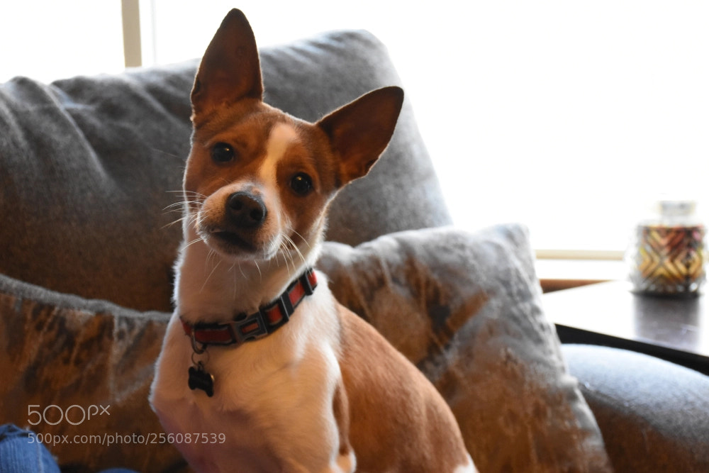 Nikon D7200 sample photo. It's a marty party photography