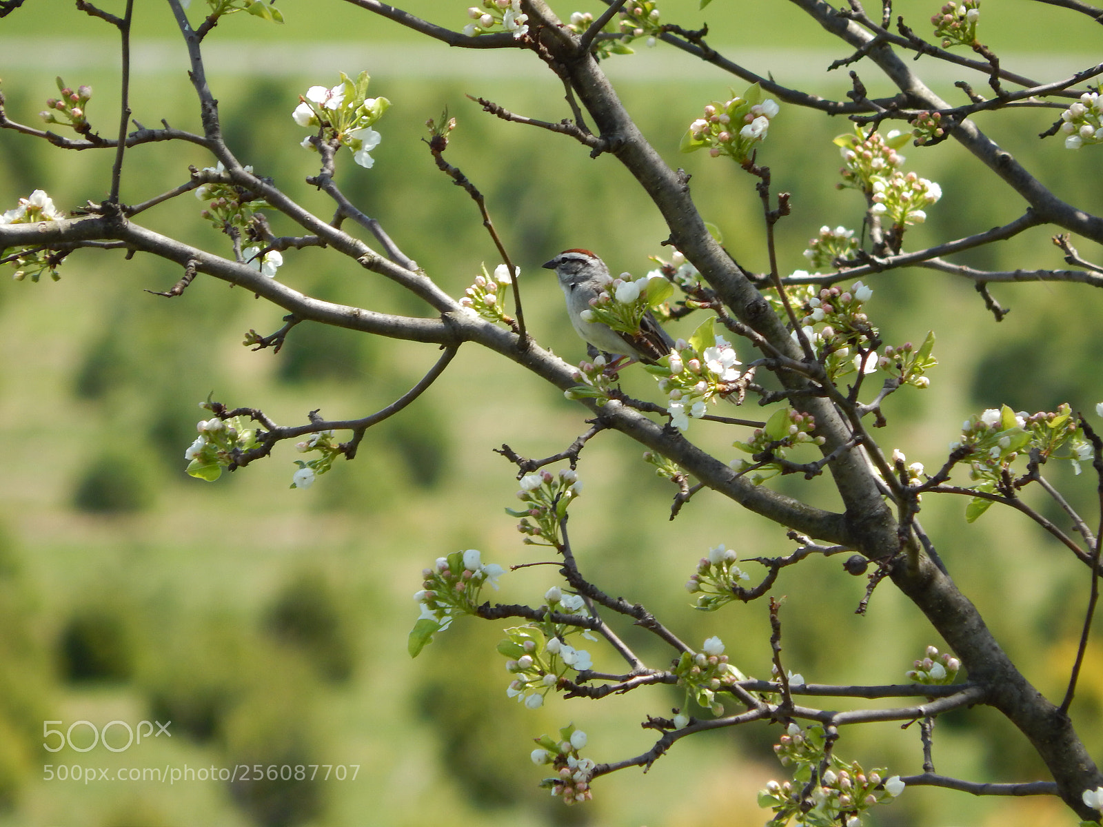 Nikon Coolpix L820 sample photo. Bird in blooming tree photography